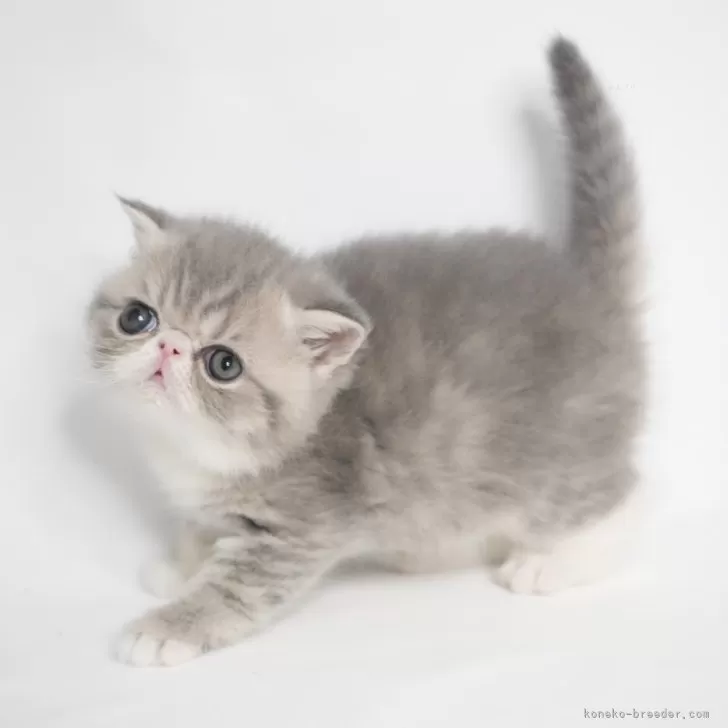 ID：2501-02494の子猫