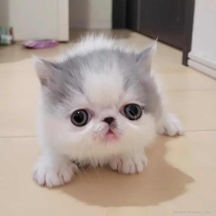 ID:2502-01030の子猫