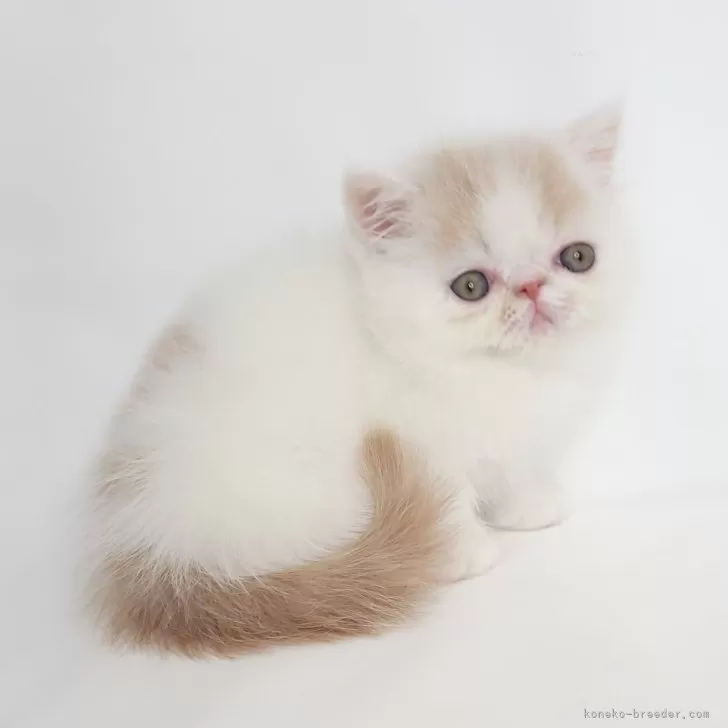 ID：2504-02731の子猫