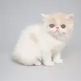 エキゾチックショートヘア