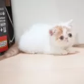 エキゾチックショートヘア