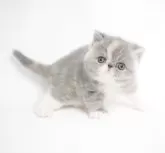 エキゾチックショートヘア【大阪府・女の子・2024年12月24日・ダイリュートキャリコ】の写真2