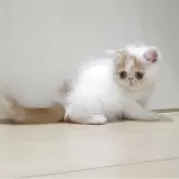 エキゾチックショートヘア【大阪府・男の子・2025年6月27日・レッド&ホワイト】の写真3