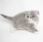 エキゾチックショートヘア【大阪府・女の子・2024年12月24日・ダイリュートキャリコ】の写真4