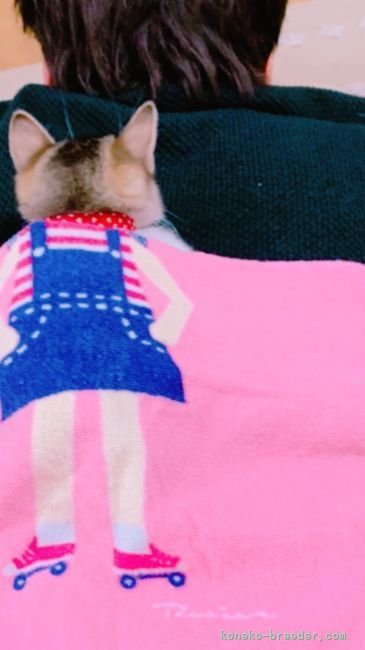 村居　佑馬(むらい　ゆうま)ブリーダー(岐阜県・マンチカンなど・Sun kyoto japan cat club登録)の紹介写真10