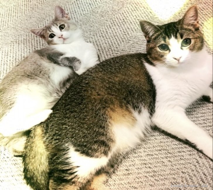 村居　佑馬(むらい　ゆうま)ブリーダー(岐阜県・マンチカンなど・Sun kyoto japan cat club登録)の紹介写真4