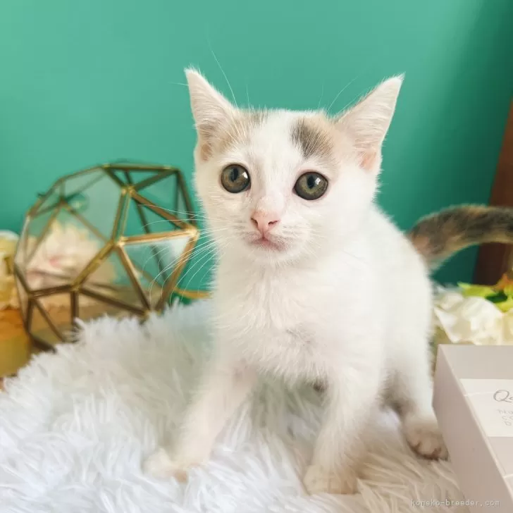 ID：2406-03625の子猫