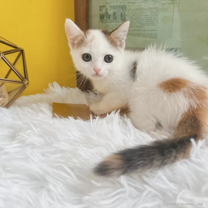 ID：2406-03617の子猫