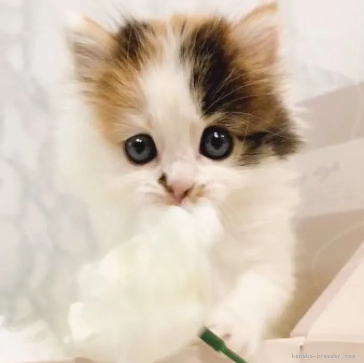 ID：2311-00492の子猫