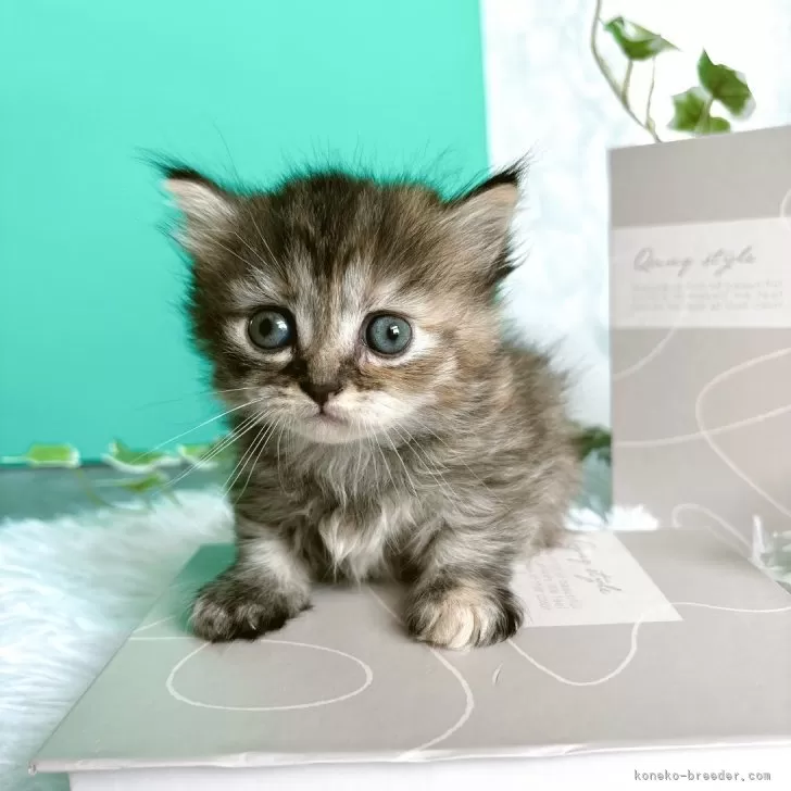 T.H 様のお迎えした子猫