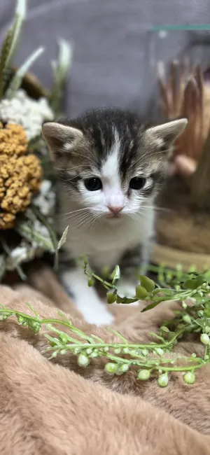 ID：2204-02011の子猫