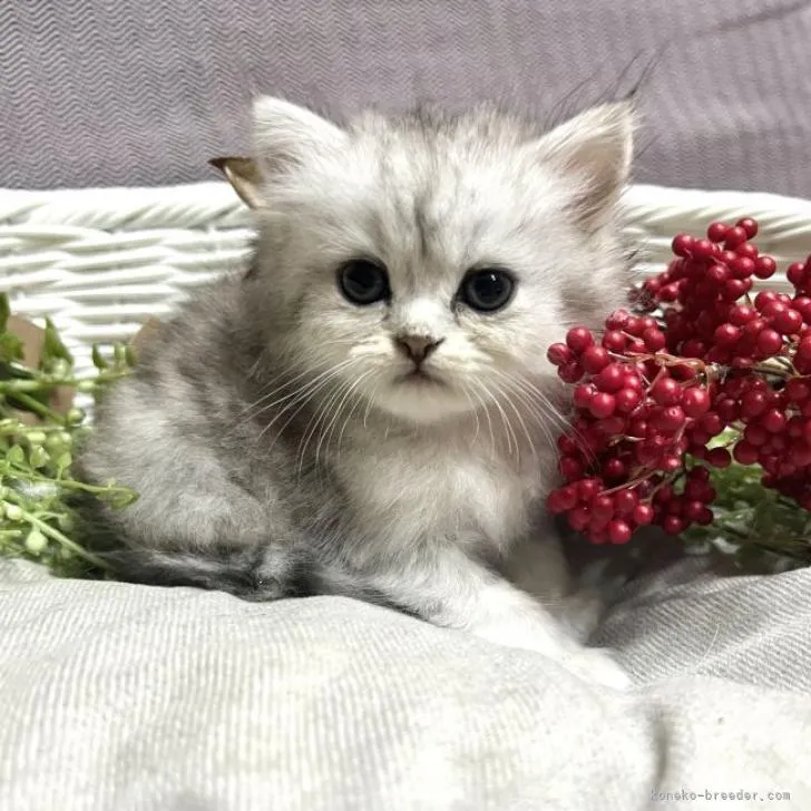 ID：2208-00415の子猫