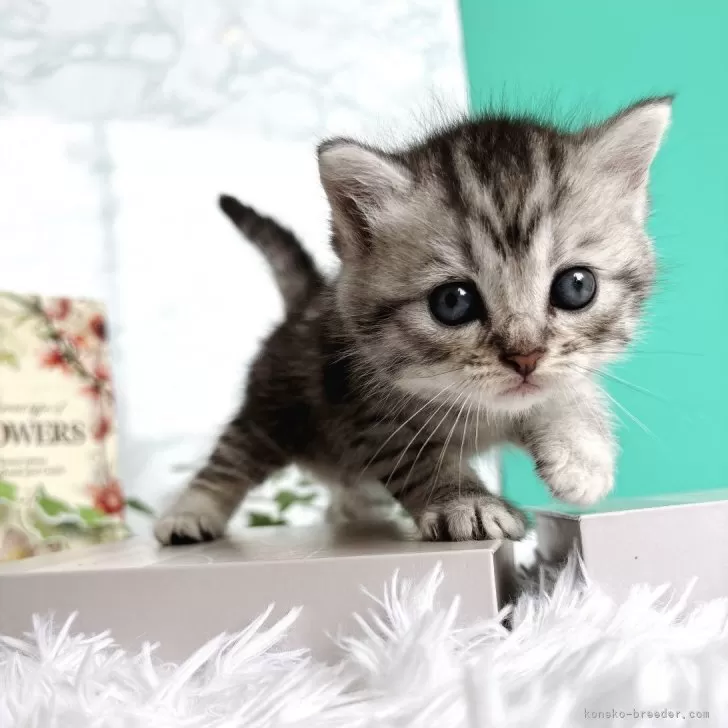 ID：2406-03361の子猫