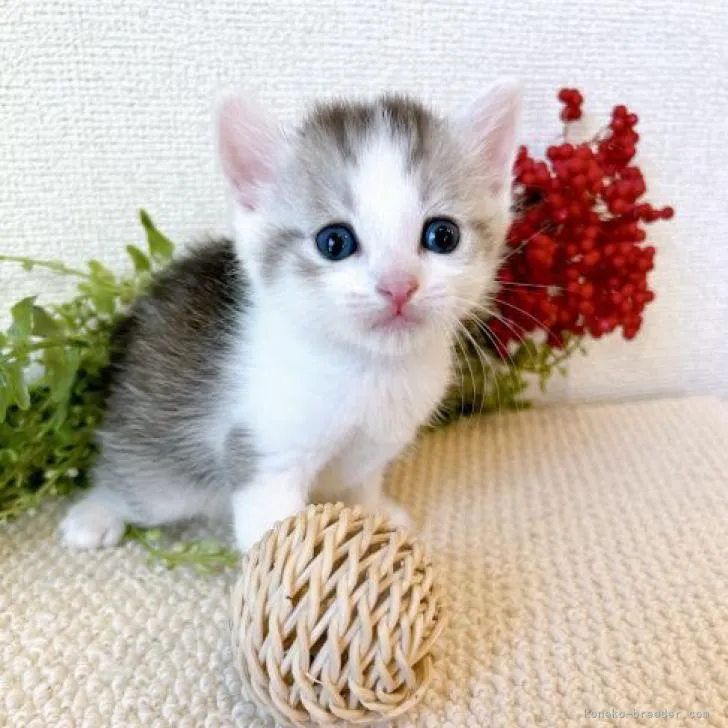 ID：2209-02907の子猫