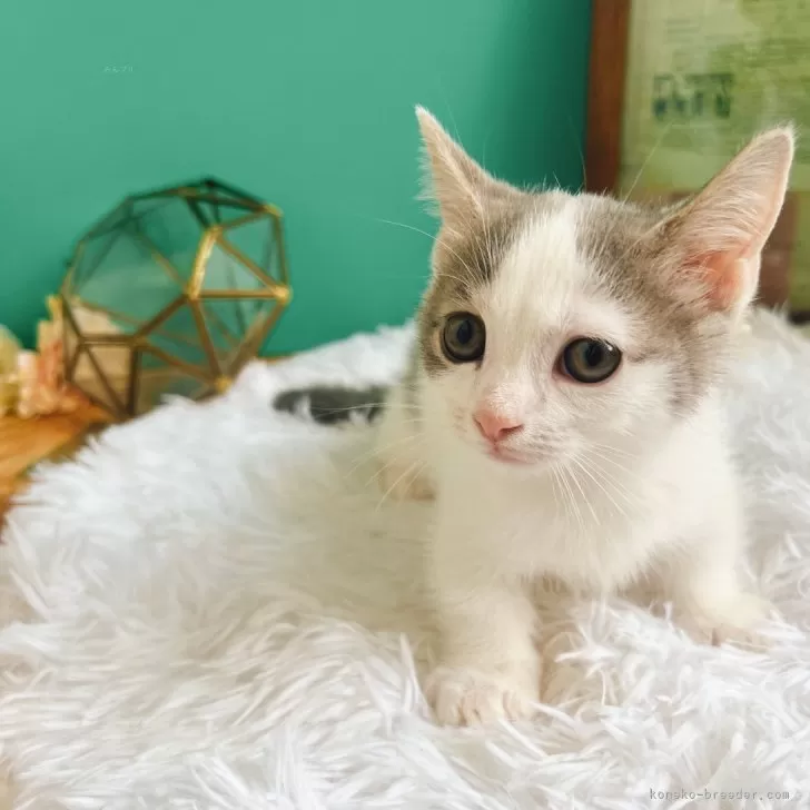 ID：2406-03620の子猫