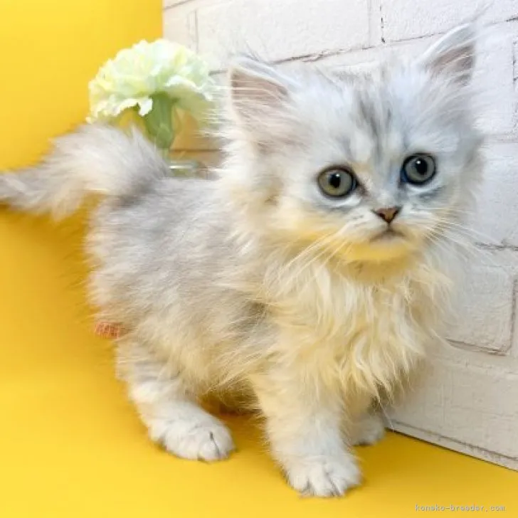 ID：2304-02373の子猫