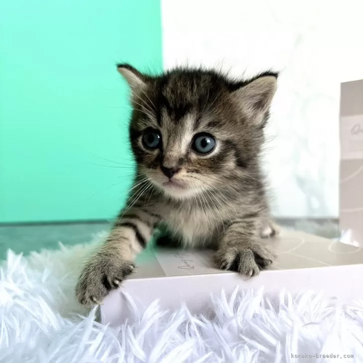 ID：2406-03629の子猫