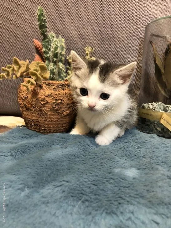 ID：2111-01911の子猫