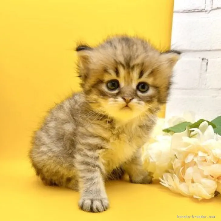 H.M 様のお迎えした子猫