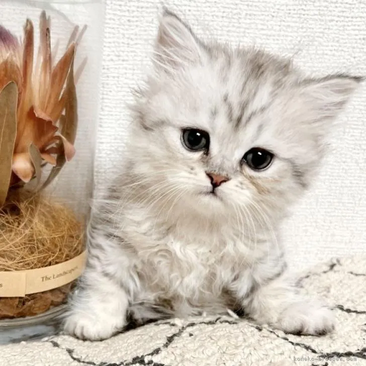 ID：2211-02475の子猫