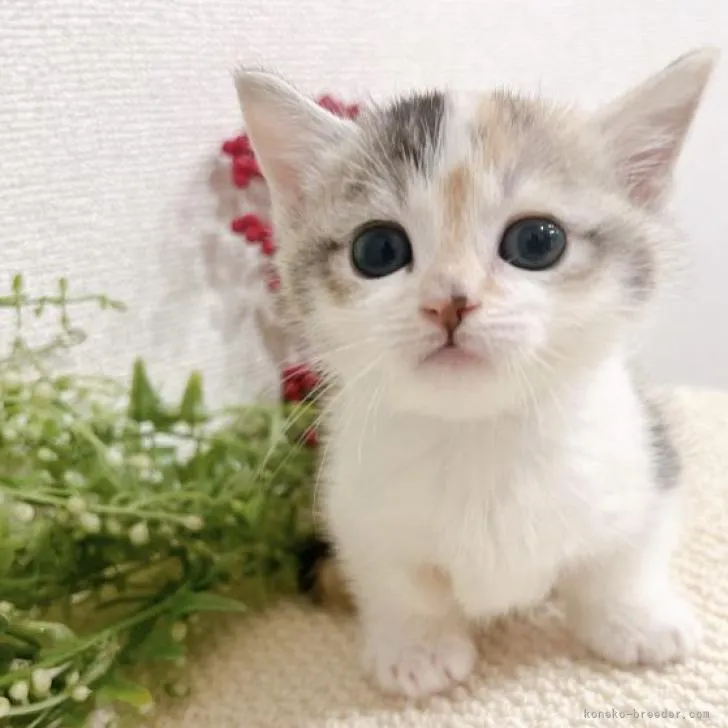 ID：2211-02354の子猫