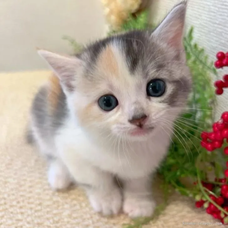 ID：2211-02355の子猫