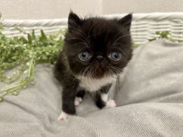 エキゾチックショートヘア【岐阜県・男の子・2022年4月22日・ブラック&ホワイト（ショート）】の写真「くまさんみたいな真っ黒丸顔ちゃん♡」