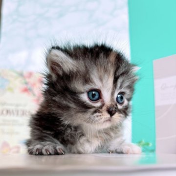 ミヌエット(短足)【岐阜県・女の子・2024年5月28日・ブラウンタビー】の写真「ノスタルジックで、まるでアートな毛色と柄が自慢です」