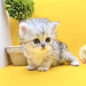 ペルシャ(チンチラ)【岐阜県・女の子・2023年7月27日・チンチラシルバー（ロング）】の写真「残り1日で掲載終了です」