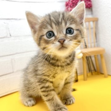 マンチカン(長足)【岐阜県・男の子・2023年2月11日・ブラウンマッカレルタビー（ショート）】の写真「甘いフェイスで甘えん坊の茶色がかわいい男の子✨」