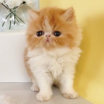 エキゾチックショートヘア【岐阜県・女の子・2023年9月17日・レッドタビー&ホワイト（ロング）】の写真「癒し極み女子♡ 【父猫:CFAチャンピオン】」