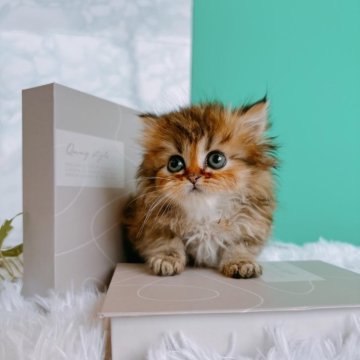 ペルシャ(チンチラ)【岐阜県・女の子・2024年2月10日・ゴールデン】の写真「ノスタルジックでアートな毛色が素敵♡」