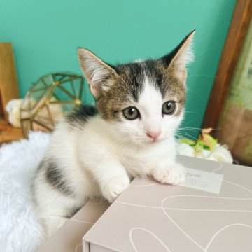 マンチカン(短足)【岐阜県・男の子・2024年5月30日・ブラウンタビーアンドホワイト】の写真「マンチカンらしいお顔立ちで目も大き大変可愛いです♡」