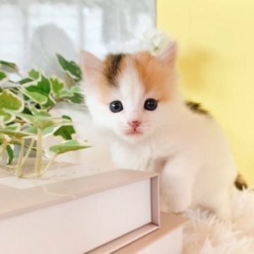 マンチカン(長足)【岐阜県・女の子・2023年10月5日・キャリコ（ミディアム）】の写真「優しいお顔の女の子♡」