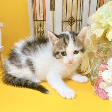 マンチカン(長足)【岐阜県・男の子・2023年8月12日・ブラウンタビー&ホワイト（ショート）】の写真「優しい男の子✨」