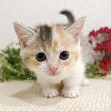 マンチカン(短足)【岐阜県・女の子・2022年10月21日・キャリコ(色素薄め)（ショート）】の写真「色素薄めのキャリコちゃん♡」