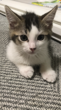 マンチカン(長足)【岐阜県・男の子・2021年6月30日・ブラウンタビーホワイト】の写真「元気いっぱい甘えん坊です🐈三兄弟で1番わんぱく☆」