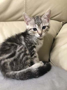 マンチカン(長足)【岐阜県・男の子・2021年6月30日・ブラウンパッチドタビー】の写真「グレー虎柄でかわいい模様です🐈人懐っこい子です♪」