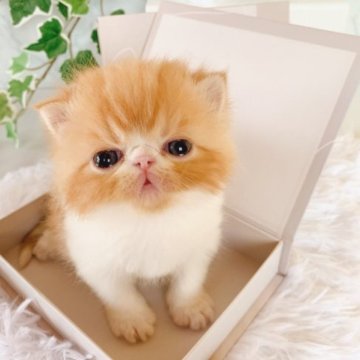 エキゾチックショートヘア【岐阜県・男の子・2023年9月17日・レッドタビー&ホワイト（ショート）】の写真「ほっぺ系男子☆【父猫:CFAチャンピオン】」