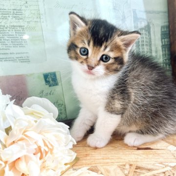 マンチカン(長足)【岐阜県・男の子・2024年1月19日・ブラウンタビー&ホワイト（ショート）】の写真「元気いっぱい男の子✨」