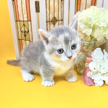 マンチカン(短足)【岐阜県・女の子・2023年8月12日・ブルーパッチドタビーホワイト（ショート）】の写真「残り1日で掲載終了です」