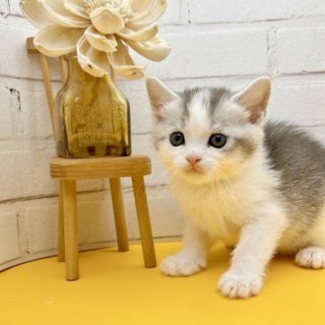 マンチカン(長足)【岐阜県・男の子・2023年2月11日・シルバータビー&ホワイト（ショート）】の写真「マイペースたれめちゃん♡」