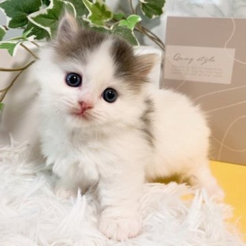 マンチカン(短足)【岐阜県・男の子・2023年10月5日・ブルータビー&ホワイト（ロング）】の写真「もふもふ系ハチワレ男子♡」