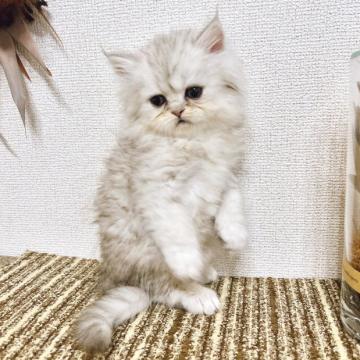 ペルシャ(チンチラ)【岐阜県・男の子・2022年10月28日・シルバー】の写真「色白イケメンくん♪」