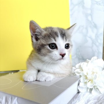 マンチカン(長足)【岐阜県・女の子・2024年4月22日・ダイリュートキャリコ】の写真「人気の高いダイリュートキャリコ♡癒し系の可愛いお顔」