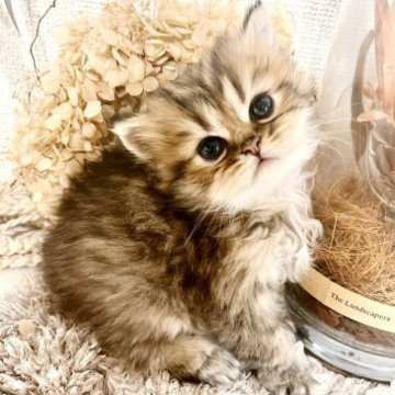 ペルシャ(チンチラ)【岐阜県・女の子・2023年9月5日・チンチラゴールデン（ロング）】の写真「もちもち姉妹♡」