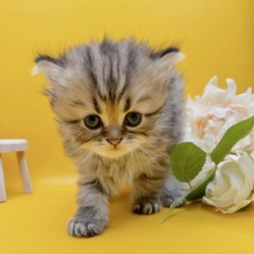 ペルシャ(チンチラ)【岐阜県・女の子・2023年7月27日・チンチラゴールデン（ロング）】の写真「当猫舎初のゴールデン女子✨」