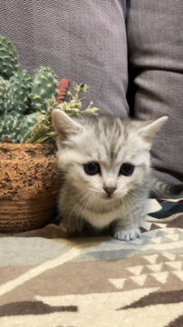 マンチカン(短足)【岐阜県・女の子・2021年10月15日・シルバーマッカレルタビー（ショート）】の写真「短足の女の子です♪可愛らしい女の子フェイスです♡」