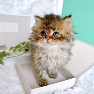 ペルシャ(チンチラ)【岐阜県・男の子・2024年2月10日・ゴールデン】の写真「ノスタルジックでアートな毛色が自慢♡オススメです」