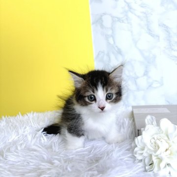 マンチカン(短足)【岐阜県・男の子・2024年4月22日・ブラウンパッチドタビー&ホワイト】の写真「とても可愛らしいお顔立ち♡【動画NEW】」